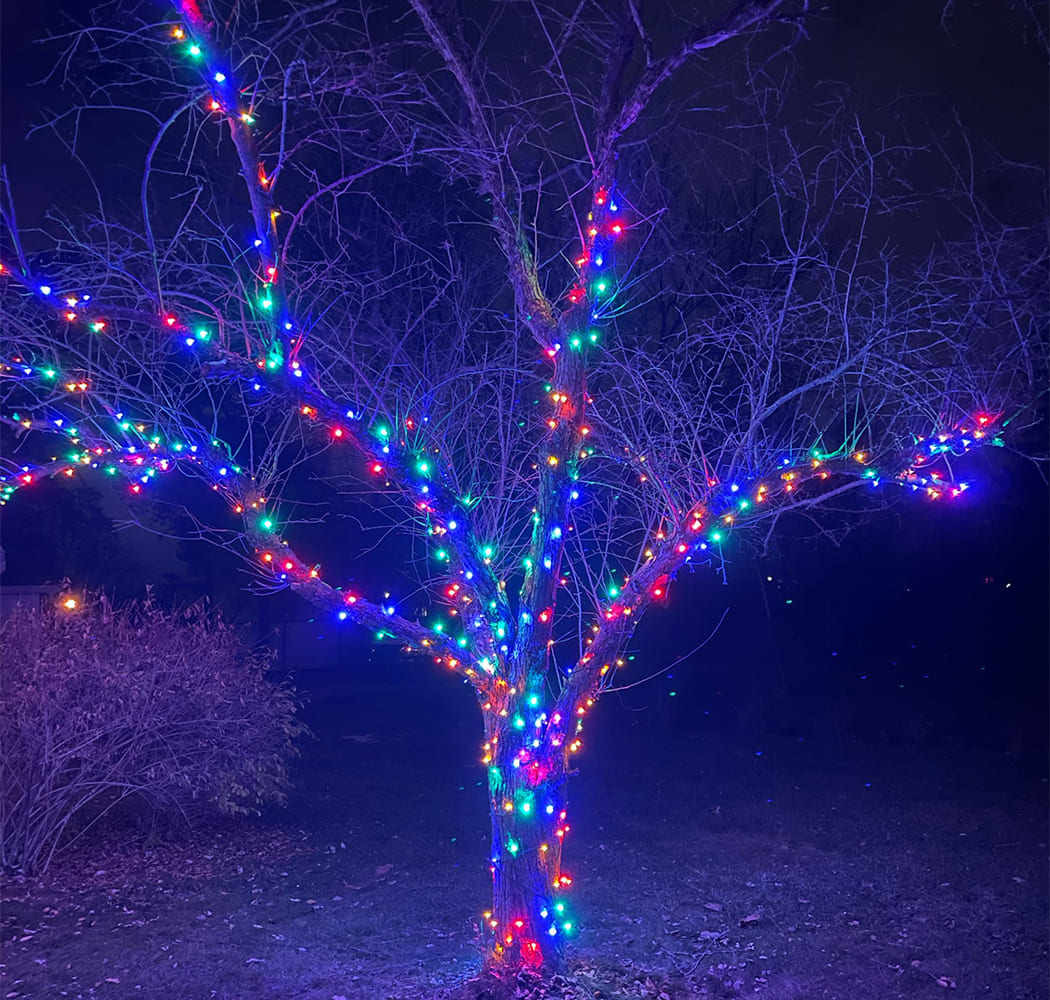 A leafless tree at night is wrapped with multicolored holiday lights, illuminating the branches against a dark background.